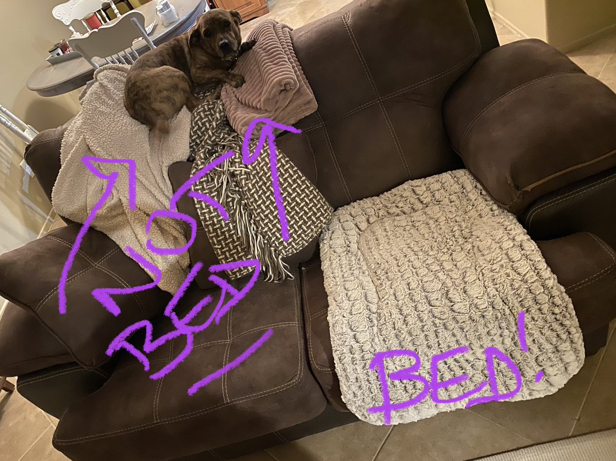 Msaudimus's tweet photo. #Gus #NotBed 🙄 lucky he’s cute. https://t.co/PywWOwYYRp