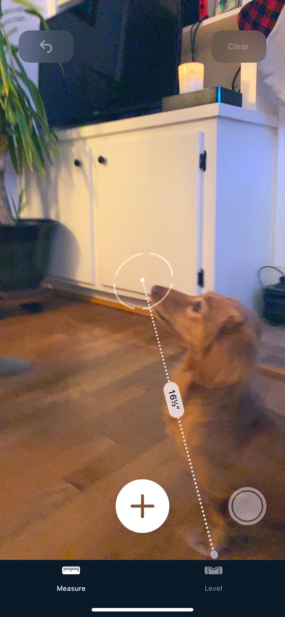 jeesssxo's tweet photo. i got drunk the other night & measured my dog. #tinypup https://t.co/zDbCkXPhws