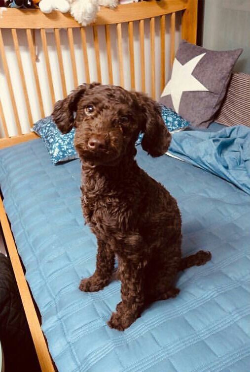 w0817_'s tweet photo. 。゚゚・。・゚゚。
゚。 THOR (Kang Seungyoon's dog)
゚・。・゚
Breed: Poodle
Funfact: Thor was an abandoned puppy rescued from the puppy mill and was adopted by SY last Dec.3, 2017
#KANGTHOR #강토르 #강승윤 #위너 @official_yoon_ https://t.co/aSmwQL9NGV