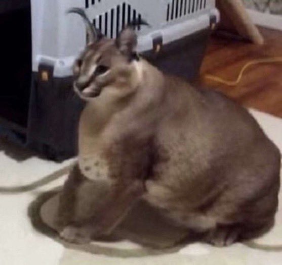 Just got DoorDash and half my damn sandwich was eaten🙃🙁