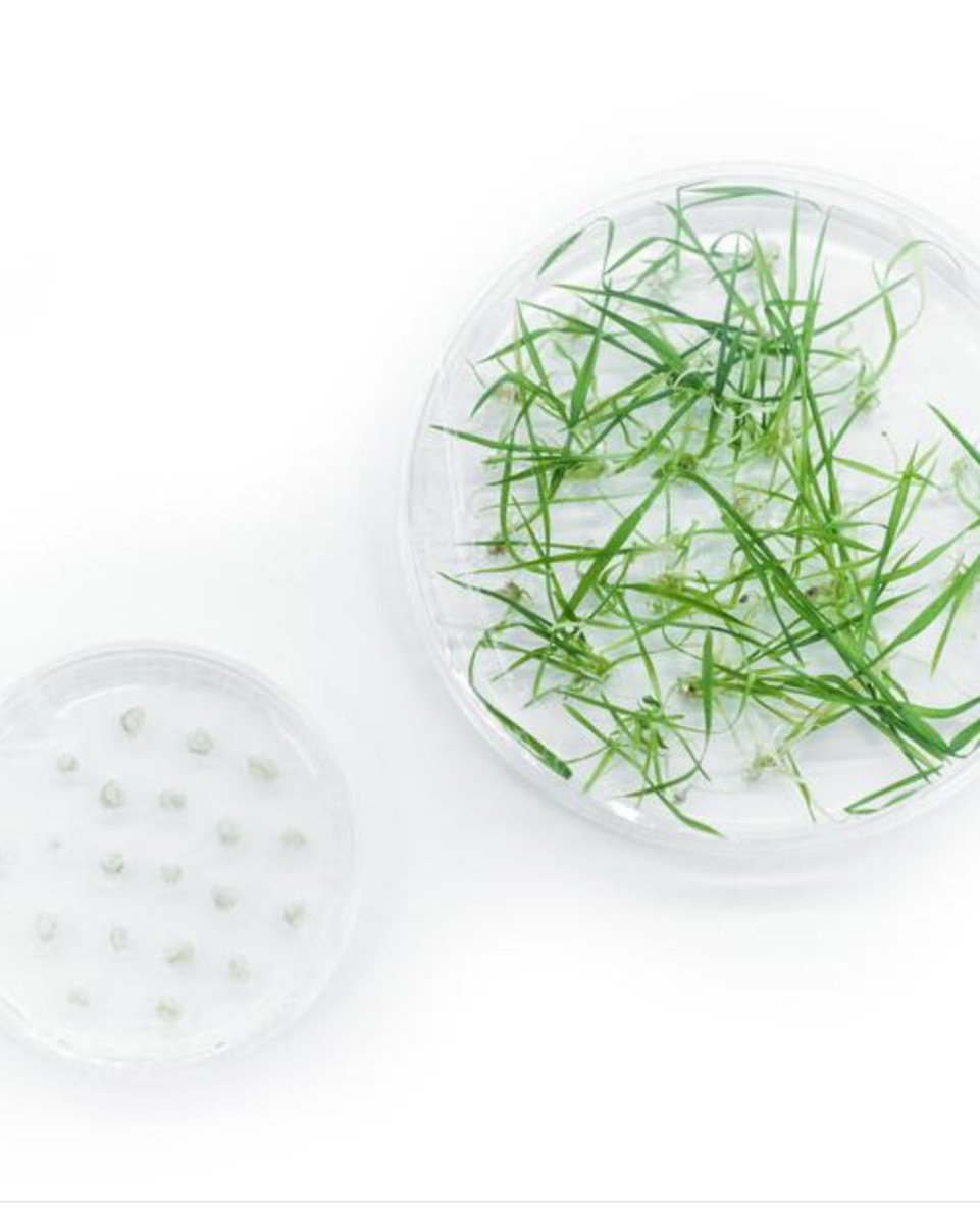 The Iceland company is also using molecular farming of GM barley to produce endotoxin-free human growth factors and isokines. Very clever!  https://orfgenetics.com/collections/isokine