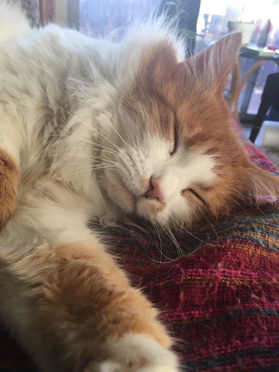 GusAshe's tweet photo. Wake me up when it’s spring!  #fluffycat #catnap #dreaming #zzzzzz #purrrfect #stayingwarm #cuddlebug https://t.co/7kmMLqmfIT