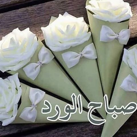 KsaKiwi's tweet photo. @osamazayan4 صبـــــاح الــورد https://t.co/W1hpbFGii3