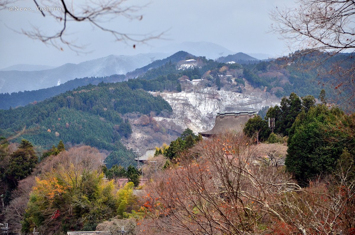 吉野山最新情報 上千本でも積雪 昨日から雪が降ったり止んだりしている 吉野山 ですが 標高600ｍあたりの 上千本 エリアでも雪が少しだけ積もりました ちなみに桜の満開時は４枚目のようになります T Co Yqqik6chta T Co