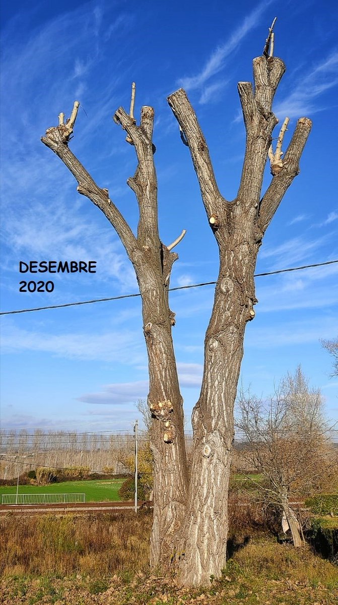 arbrescat's tweet photo. Era un arbre. Segon any d'una nefasta gestió. Algú ha vist a la natura aquest model.
Talar porta a una disfunció fisiològica de l'individu i una pèrdua total del seu funcionament. Pagar per maltractar, en fi...estupidesa humana
#ajuntament #mediambient #jardiners #gestioarbrat https://t.co/gMQWUt3k9o