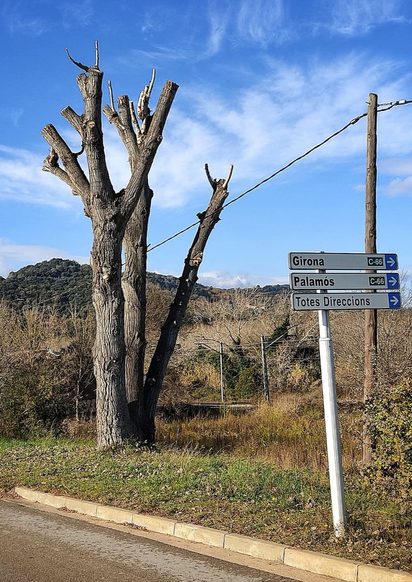 arbrescat's tweet photo. Era un arbre. Segon any d'una nefasta gestió. Algú ha vist a la natura aquest model.
Talar porta a una disfunció fisiològica de l'individu i una pèrdua total del seu funcionament. Pagar per maltractar, en fi...estupidesa humana
#ajuntament #mediambient #jardiners #gestioarbrat https://t.co/gMQWUt3k9o