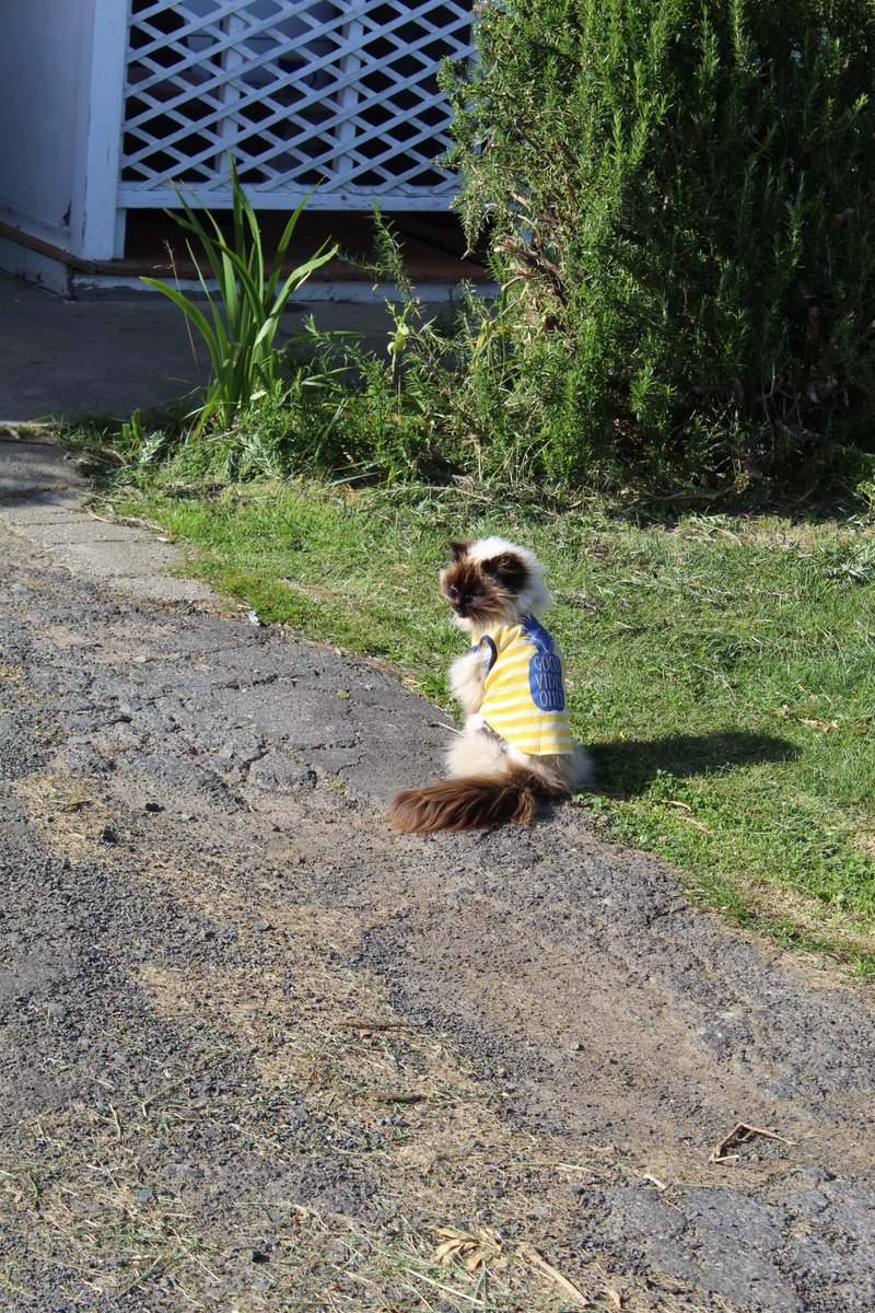 allanrob9's tweet photo. Pussy cat, pussy cat where have you been? I been out in #Mosgiel living the dream. https://t.co/FLKbGUWvmo