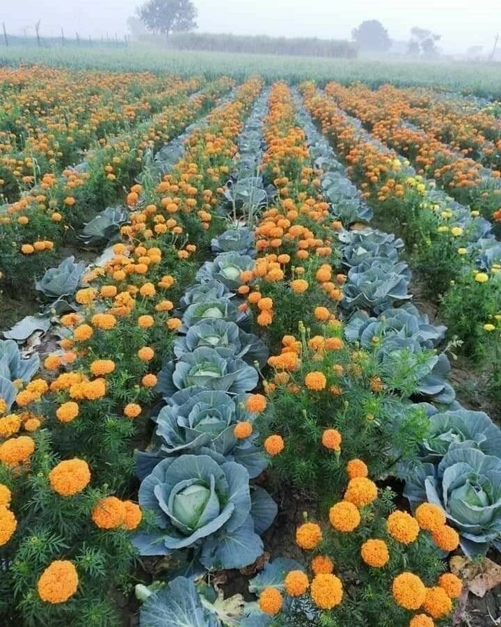 BBSRBuzz's tweet photo. ପତ୍ର କୋବି ସହ ଗେଣ୍ଡୁଫୁଲର ଚାଷ ।
#Devagarh #Deogarh #ଦେଓଗଡ଼ #ଦେଵଗଡ଼
©Kumuda Satapathy #bhubaneswarbuzz https://t.co/nFJI2Y3OF6 ପତ୍ର କୋବି ସହ ଗେଣ୍ଡୁଫୁଲର ଚାଷ ।
#Devagarh #Deogarh #ଦେଓଗଡ଼ #ଦେଵଗଡ଼
©Kumuda Satapathy #bhubaneswarbuzz ପତ୍ର କୋବି ସହ ଗେଣ୍ଡୁଫୁଲର ଚାଷ ।
#Devagarh #Deogarh … https://t.co/sGqxA17s8K