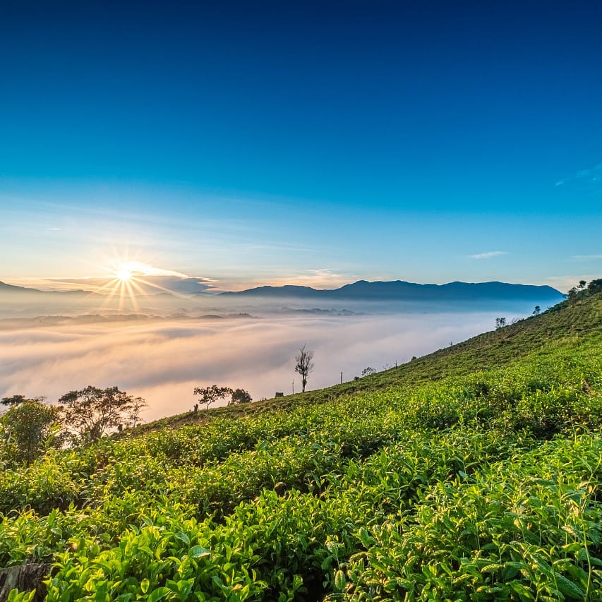 misty_resort's tweet photo. My wish is to stay like this forever, living quietly in a corner of Nature.
#munnar #munnarhills #tourism #keralatourism #idukki #winter https://t.co/eFNOpoeQ6L