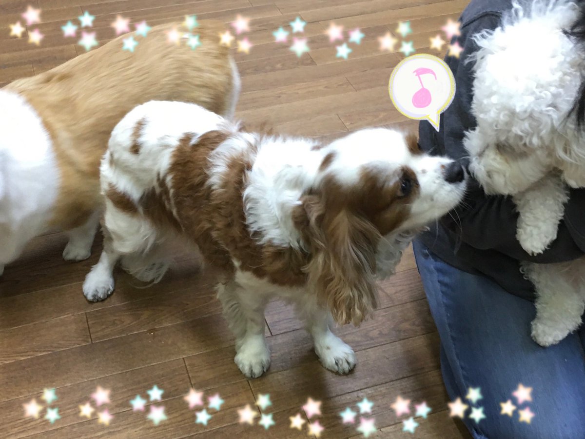 Ciao お友達と仲良くご挨拶したり 楽しそうに遊んでいます もうすぐクリスマスなので サンタの衣装を着て撮影の練習をしました しつけ教室 犬の幼稚園 ドッグトレーナー ドッグスクール 中野区 キャバリア ボロニーズ フリー ビーグル