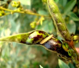 CropLifeKenya's tweet photo. Pod bugs cause yield losses to pigeon peas of 30% to 60% in eastern and coastal regions, but can be eliminated with conventional insecticide sprays.
https://t.co/rGUUnV6Val
#DoubleYields #EveryCropCounts #GetInputInformed https://t.co/deLVYVPc7I
