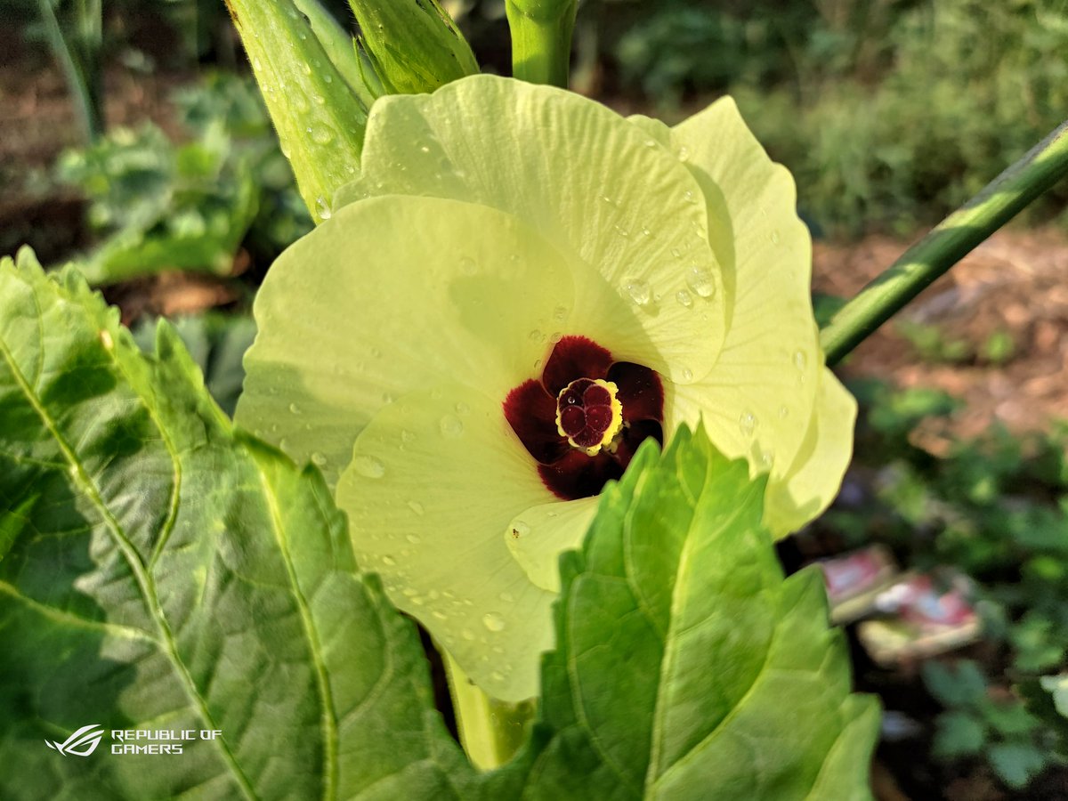 tech2touch's tweet image. #flowerphotography #flowerphoto #asusrogphone3 #asusrog3