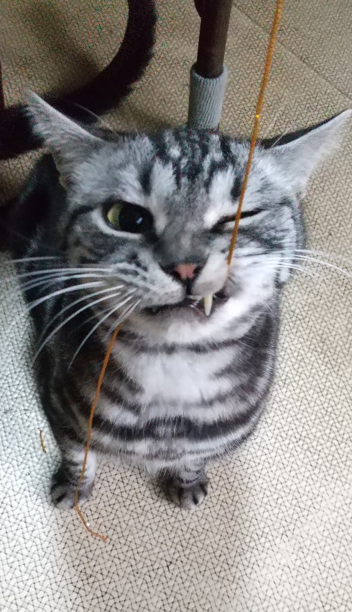 元 猫カフェ まるまり Nekomarumari Twitter 元 猫カフェ まるまり Nekomarumari Twitter