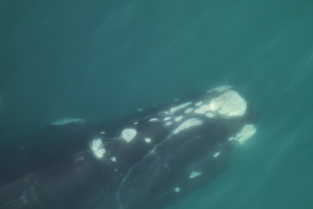 Gideon van den Berg (@gideonvdb) on Twitter photo New <a href="/GlobalChangeBio/">Global Change Biology</a> paper on the impacts of #climatechange on the recovery of #southernrightwhales from #whaling. As our oceans rapidly change, SRWs can alter their feeding behaviour. But, it doesn't appear to help their recovery <a href="/EmzLCarroll/">Emma Carroll</a> @LucV6 onlinelibrary.wiley.com/share/author/X… New <a href="/GlobalChangeBio/">Global Change Biology</a> paper on the impacts of #climatechange on the recovery of #southernrightwhales from #whaling. As our oceans rapidly change, SRWs can alter their feeding behaviour. But, it doesn't appear to help their recovery <a href="/EmzLCarroll/">Emma Carroll</a> @LucV6 onlinelibrary.wiley.com/share/author/X…