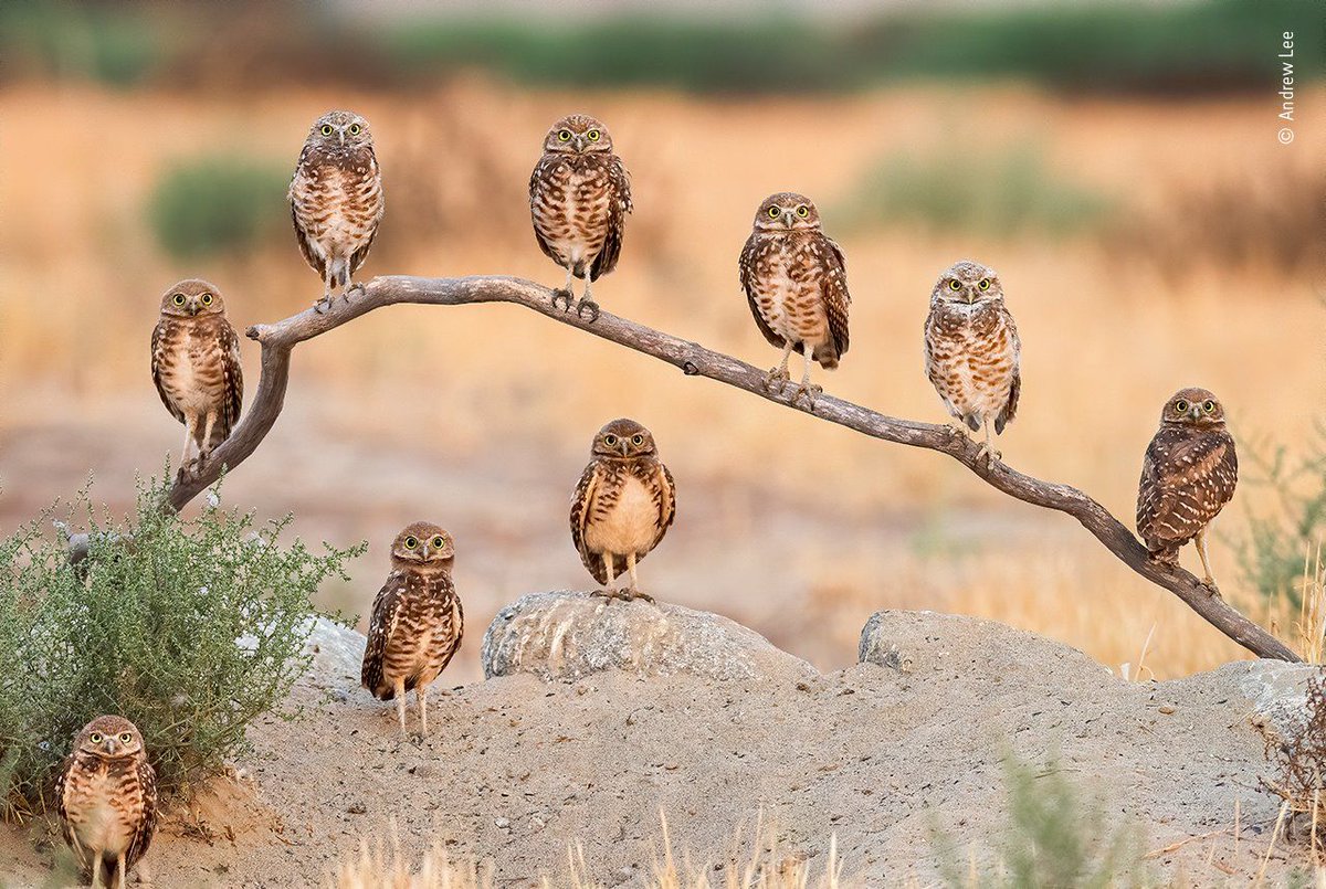 greenbeejourno's tweet photo. “C’mon kids, lets put for a family portrait, now that we are all together!! Olivia, Emily, Margaret, Alfred, Matt, Fran, Mia, Johnny… where is Jhonny?”
“Just beside the bush!” 
"Oh! This boy..."

Credit: Andrew Lee 

#GoodMorningNature https://t.co/WZeqazRfZt