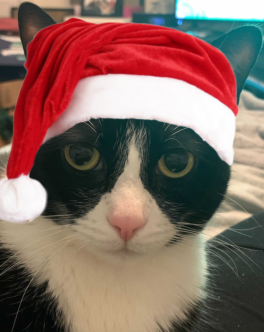 thestorymob's tweet photo. Dumbledore wants to know if you've been good this year #Mobpets https://t.co/GuBFpHh5BB