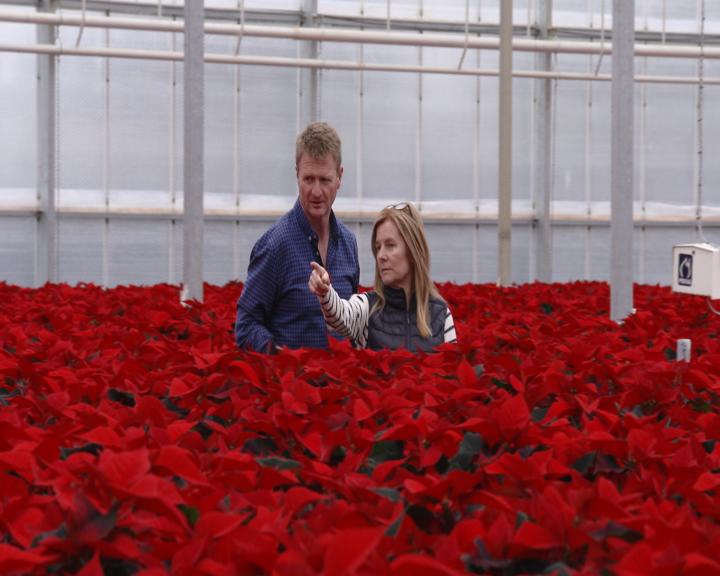 RTENationwide's tweet photo. On this evenings show we have festive stories including a visit to O'Connor Nurseries in Co Wexford which grows fifty five thousand Poinsettias every year on #RTENationwide Wednesday 16th Dec @RTEOne 7pm &amp; RTE+1 8pm @rte @WexfordHour @WexfordHub @SouthEastRadio @Wexford_People RT https://t.co/synKbYb7IZ