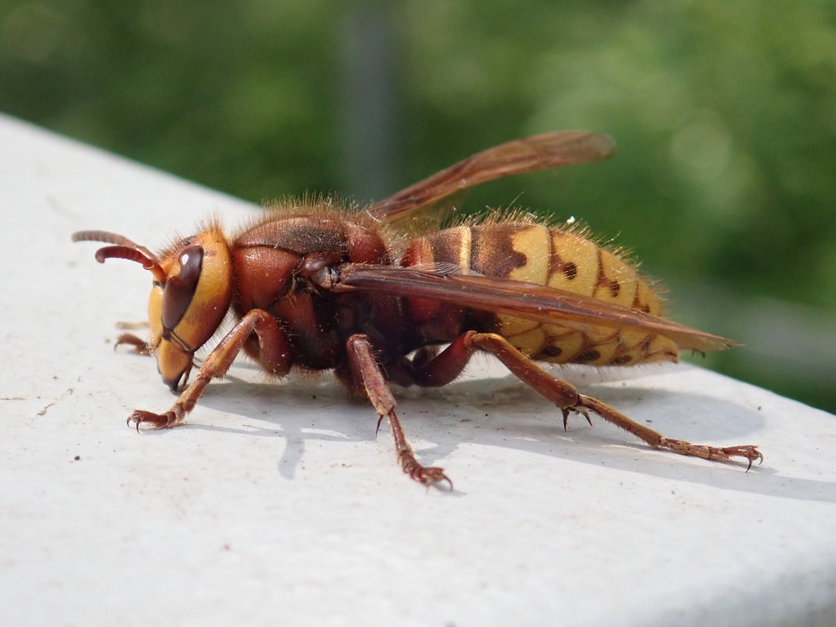 Liam_M_Crowley's tweet photo. #Waspoftheweek number 51 is Vespa crabro. Britain's largest wasp, this impressive eusocial species is an effective predator, taking a wide range of prey. Nests are usually constructed aerially, such as in tree cavities, using pulp from decaying wood.
#wasplove #waspwednesday https://t.co/y3EXik6muh