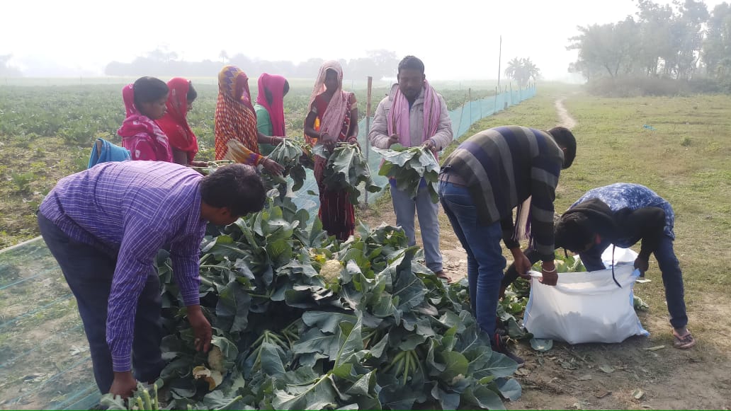 मैंने अपने विभाग के कॉमन सर्विस सेण्टर को निर्देश दिया कि इस किसान से संपर्क कर इनकी फसल को देश के किसी भी बाज़ार में उचित मूल्य पर बेचने का प्रबंध किया जाये।  @CSCegov_ के डिजिटल प्लेटफॉर्म ई-किसान मार्ट पर इस किसान को दिल्ली के एक खरीदार ने दस रूपये प्रति किलो का मूल्य ऑफर किया।