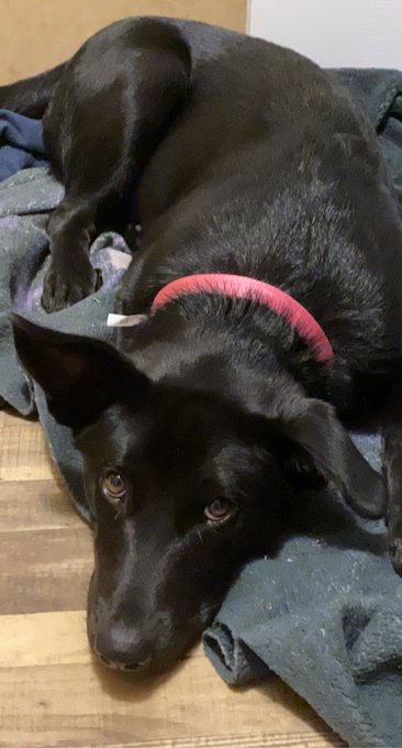 I adopted a new daughter yesterday! She&rsquo;s a 6 month old Shepard/Retriever mix.  Send to welcome my beautiful