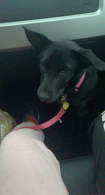 I adopted a new daughter yesterday! She&rsquo;s a 6 month old Shepard/Retriever mix.  Send to welcome my beautiful