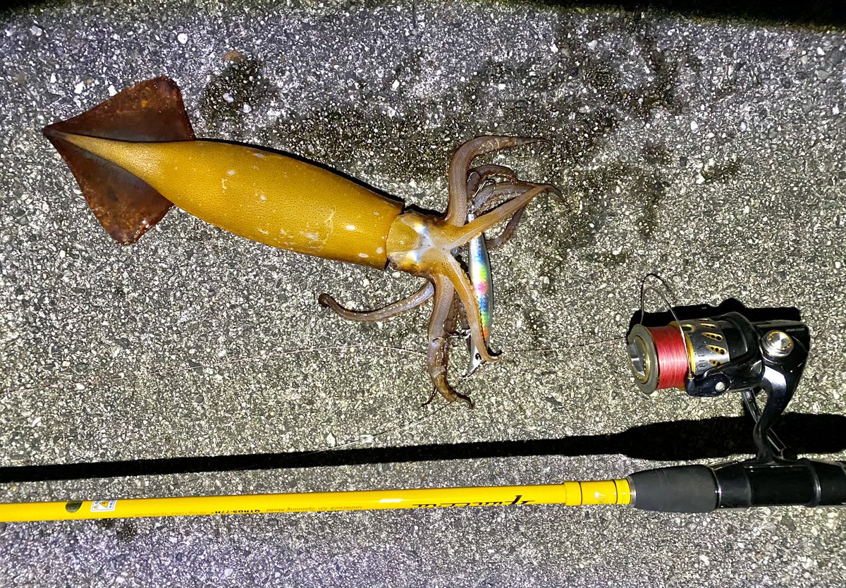 深海魚のたび シーバスのはずが スルメイカ ミノーでたまにイカって釣れるね この寒気からヤリイカが接岸してきそうです 隠岐島 サスケ