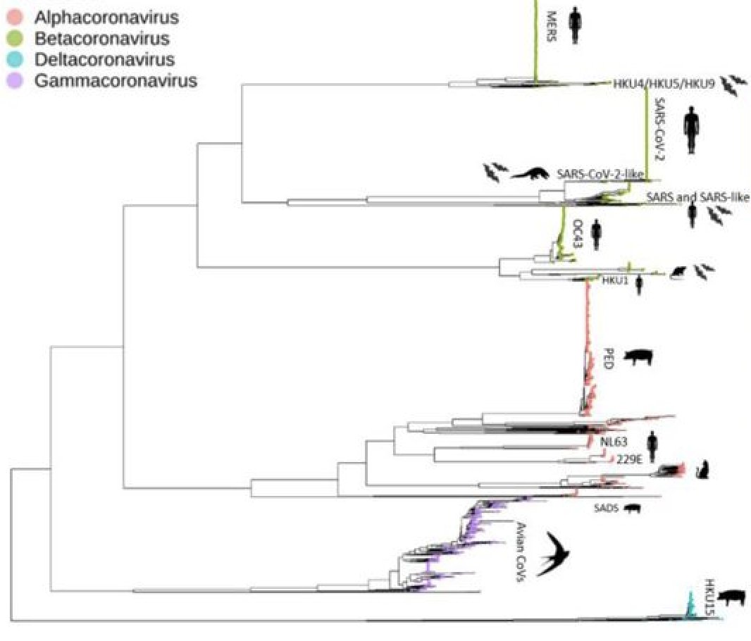 It is often assumed that coronaviruses recombine readily between and within 'species lineages'. We previously found no evidence for recombination between different coronaviruses.  #SARSCoV2 in particular doesn't look like a recombinant.3/ https://www.biorxiv.org/content/10.1101/2020.12.08.415703v1.full