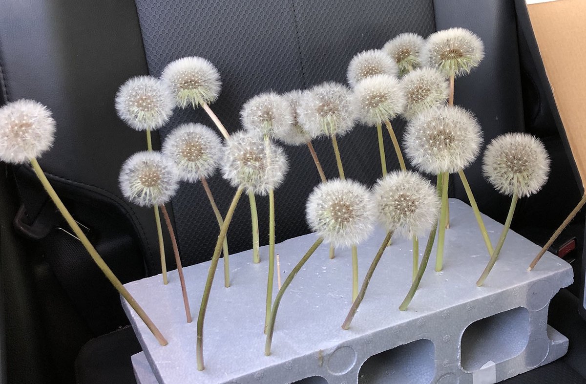 山田英春 世界のふしぎな木の実図鑑 タンポポの綿帽子は家の近所に生えていたものを撮影したのだが どうやって崩さずに持って帰るか思案の末 こうやって発砲スチロールに串を差して自動車で
