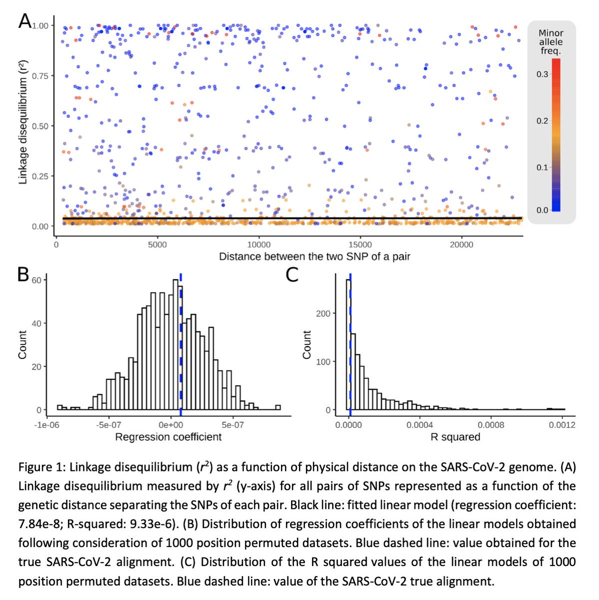 We found no detectable hallmark of genetic recombination in  #SARSCoV2. We run extensive simulations matching the genetic pattern observed in the  #SARSCoV2 population today to assess our detection power and validate our method.6/ https://www.biorxiv.org/content/10.1101/2020.12.15.422866v1