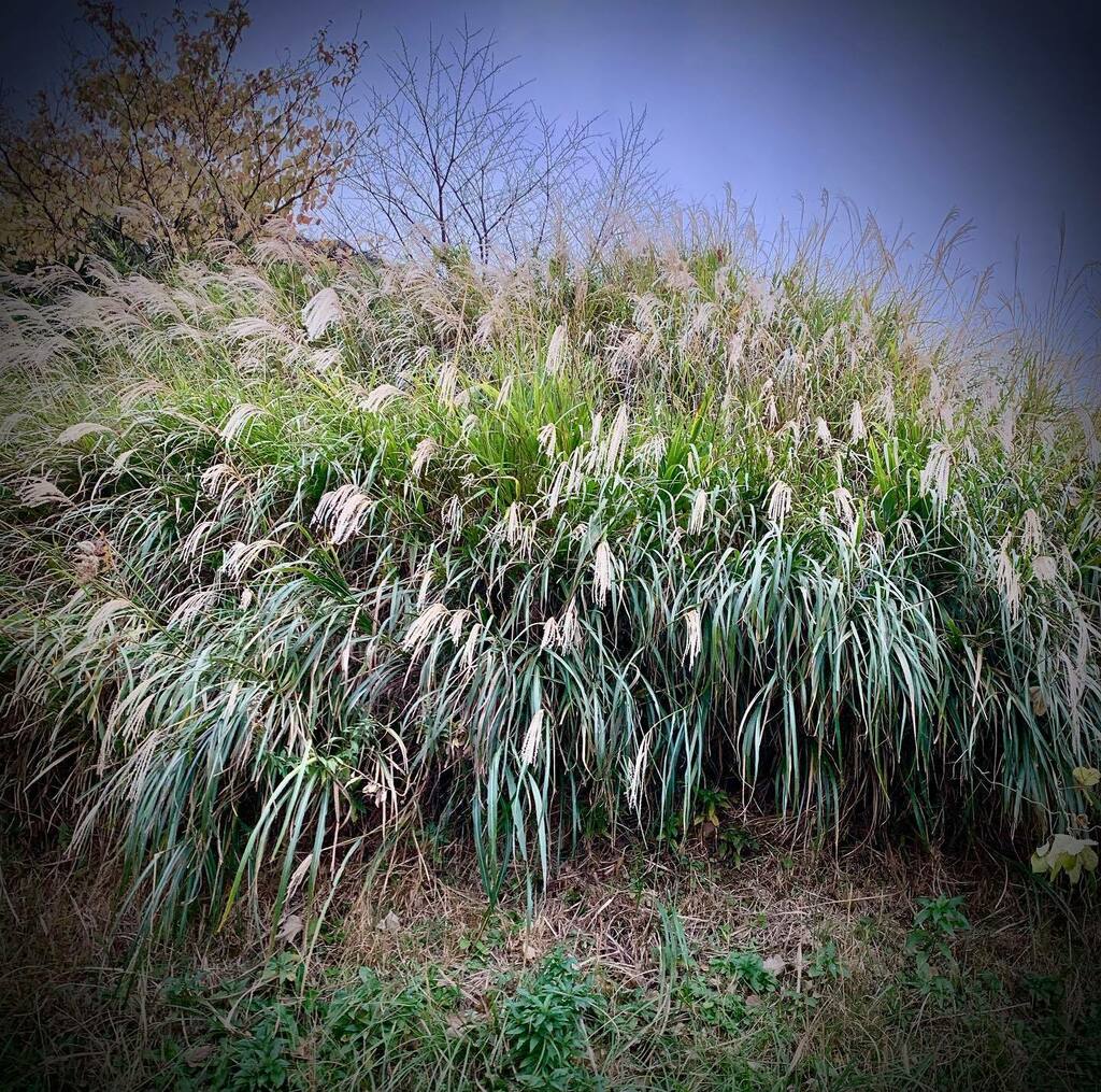 Sprawls17's tweet image. #enjoysprawls #sprawlsjp #sprawls 
#横浜 #湘南 #サーフィン 
#サーフィン好きな人と繋がりたい 
#緑が好き #自然が好き 
#自然が好きな人と繋がりたい 
#すすき instagr.am/p/CI2XYStjjf2/ ift.tt/3r3960A