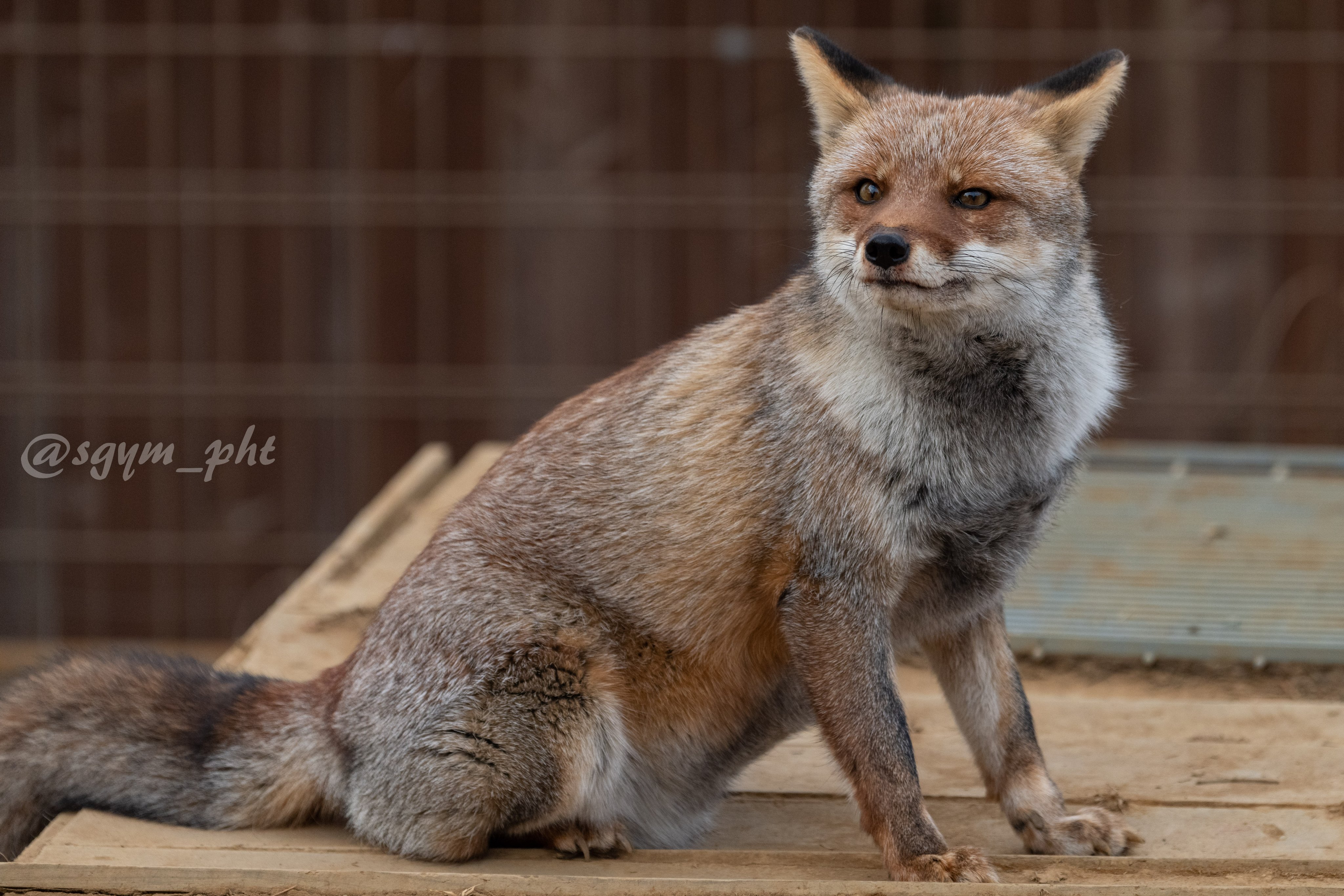 嵯峨山🐾 on X: 