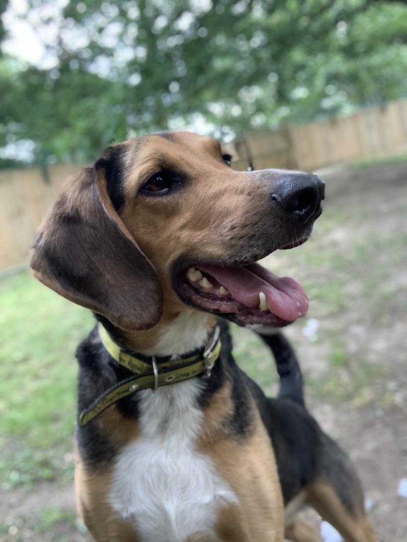 AdoptionsUk's tweet photo. Please retweet to help Elvis find a home #CANTERBURY 🇬🇧

Affectionate hound aged 5, has lived in a home, loves his box of toys, wants active, adult, rural home could live with a similar dog, see details or share to help?🐶👇
https://t.co/wvUnq2o9KD
#dogs #animals #pets #Wednesday https://t.co/peGjKgUDTu