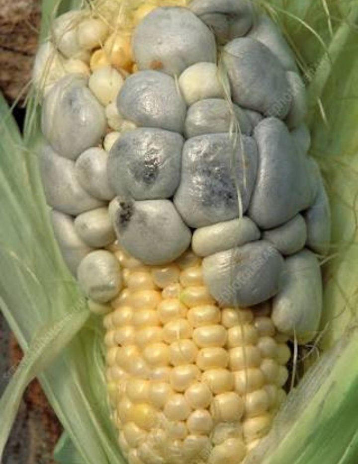 plantvillage's tweet photo. Maize smut is a fungal disease. The fungus forms galls on #maize cobs which later rupture into black spot. 

To prevent;
🔹Plant a tolerant maize variety.
🔹Remove the galls before they mature.
🔹Practice #croprotation with crops such as groundnut,beans

#wednesdaythought
#KOT https://t.co/Yl9FJT0zLh