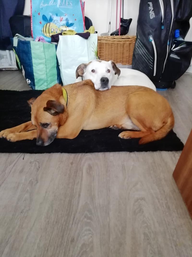 AdoptionsUk's tweet photo. Please RETWEET to help Tyler and Casper find a home together #WestMidlands🇬🇧
Heartbreaking to see these 12 year old best friends homeless, they've been living outside but getting on well with housetraining etc, best with people 16+ as only pets 💔👇
https://t.co/GOnUYQpAR1
#dogs https://t.co/dL1z73rb4z