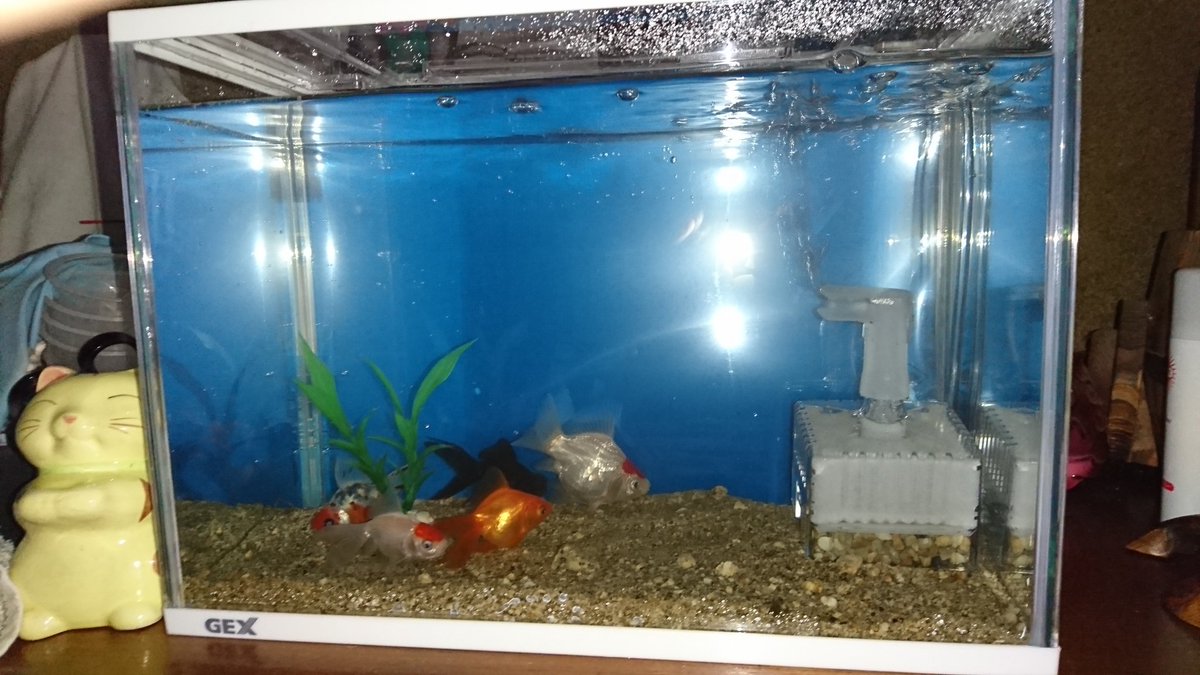 弥富金魚の里親 弥富金魚の里親