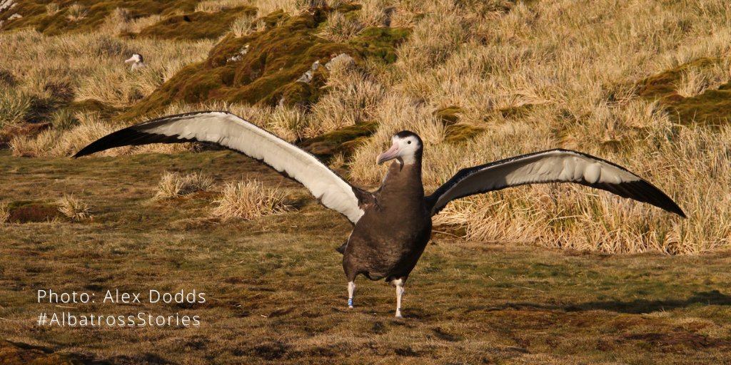 AlbyTaskForce's tweet photo. 💥STOP PRESS!💥 Nova has fledged! We’re just received the exciting news from @BAS_News #HumanStar Alex, that Nova, who we have been following ever since her parents (Sitka and Ernest) started incubating an egg 12 months ago, has finally left #BirdIsland! https://t.co/OtUsVokMso