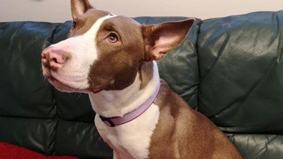 AdoptionsUk's tweet photo. Please retweet to help Cookie find a home #CWMBRAN #WALES 🏴󠁧󠁢󠁷󠁬󠁳󠁿
It sounds like Cookie has had some bad luck, she's energetic 'extremely friendly' can live with children and gets on with other dogs, wants secure fenced garden and someone that's committed✅🐶👇
https://t.co/SAdTYbqqeR https://t.co/YrSw8bCddI