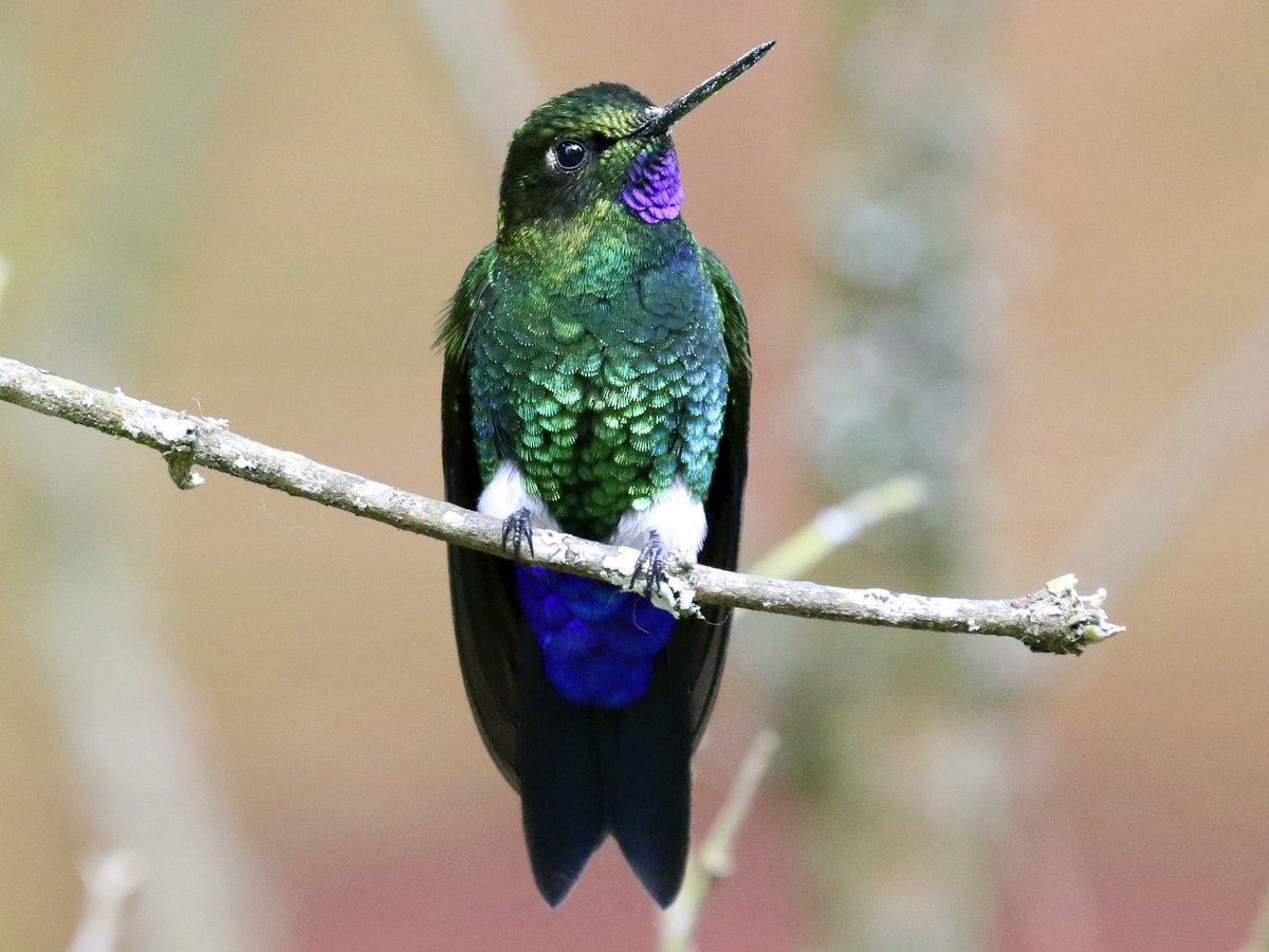 LePlumeux's tweet photo. Vous connaissez les #puffleg ?

Ce sont des colibris avec des touffes de plumes aux pattes ! Mais il ne s'agit pas ici de se tenir chaud : on pense plutôt qu'ils les utilisent pour communiquer ou attirer les ♀️❤️

Ici, l'Érione pattue (Eriocnemis vestita)

📸K.Hansen/A.Delgado https://t.co/BMwNqvlVYk
