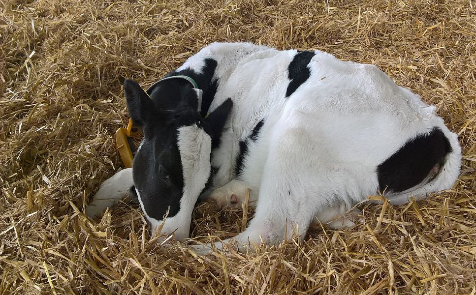 With respiratory disease a common issue on farms in winter, we're looking to hear from beef &amp; dairy farmers, calf rearing units, consultants and vets on methods to measure the quality of life in cattle, particularly calves. Find out about the survey here: bit.ly/3oTa65x