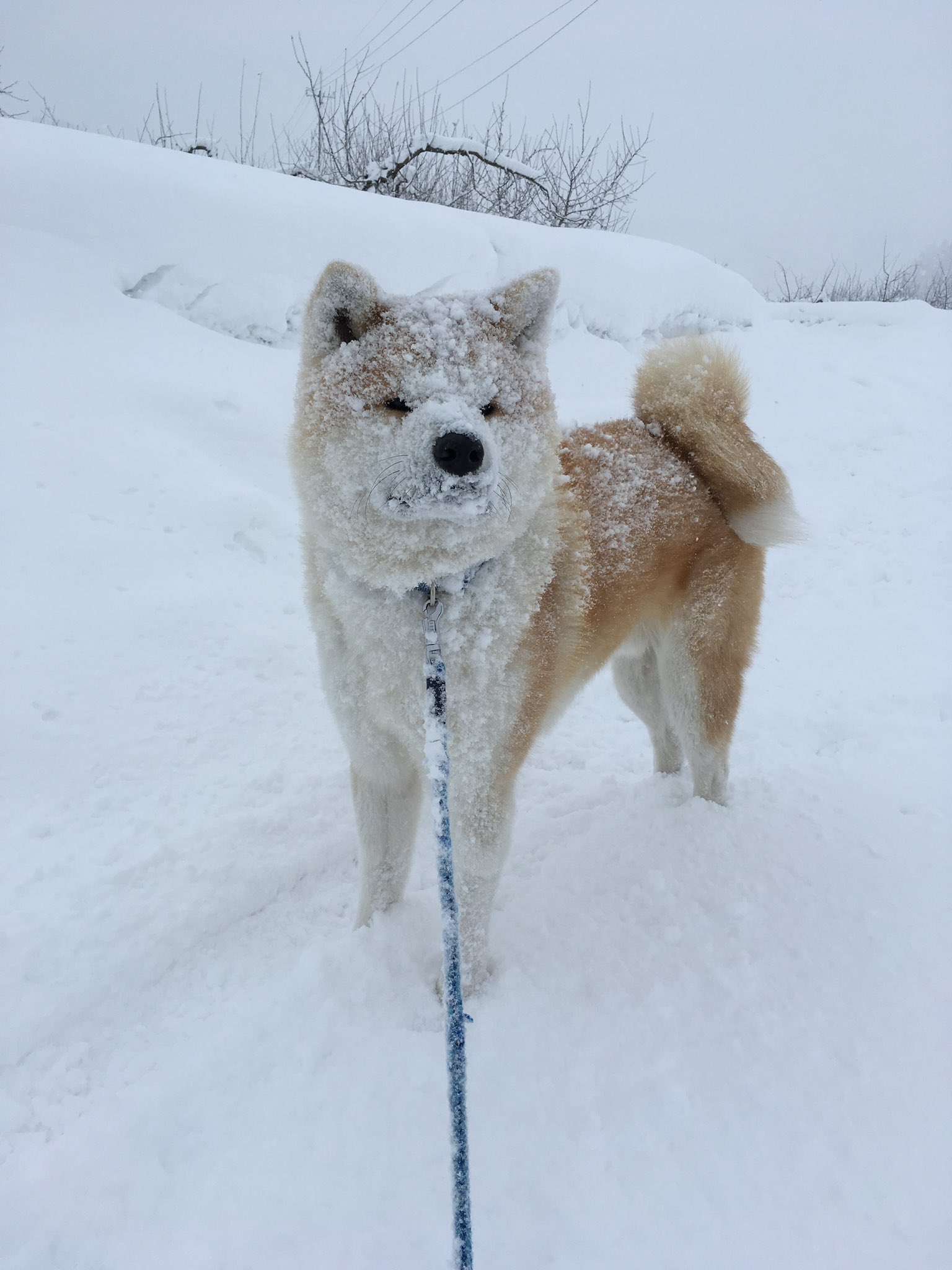 秋田犬のまる 雪にはしゃぎすぎのまる 秋田犬 雪 T Co Kcsrxpalo5 Twitter
