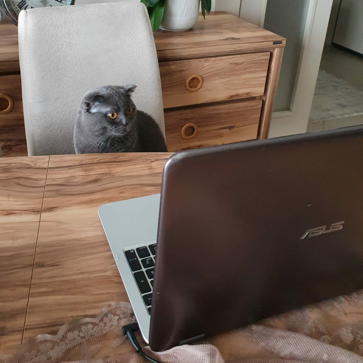 Öğretmenim böğüün canlı ders var mı ?