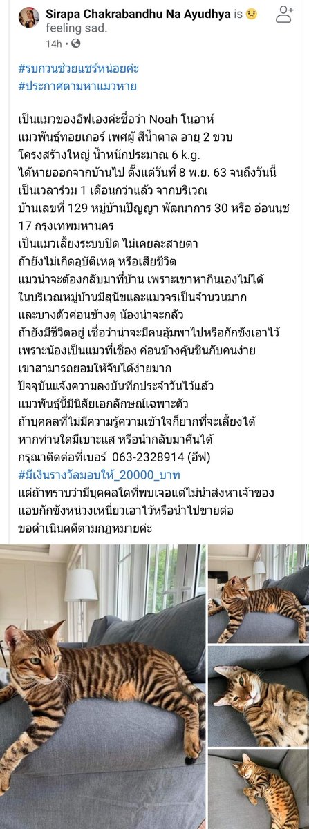 zeantoeiza's tweet photo. พอดีมีคนแชร์มาในกลุ่มเลยมารบกวนช่วยรีหน่อยค่ะ 🙇‍♀️  ประกาศตามหาแมวหาย แมวพันธุ์ทอยเกอร์ เป็นแมวโครงสร้างใหญ่ ลายเหมือนเสือโคร่ง พิกัดที่หาย หมู่บ้านปัญญา พัฒนาการ 30 อ่อนนุช 17 ใครมีเบาะแสสามารถติดต่อโดยตรงที่เจ้าของโพสต์ได้เลยนะคะ ขอบคุณมากค่ะ https://t.co/hsHR6qKdbl https://t.co/pHnIPhTiyD