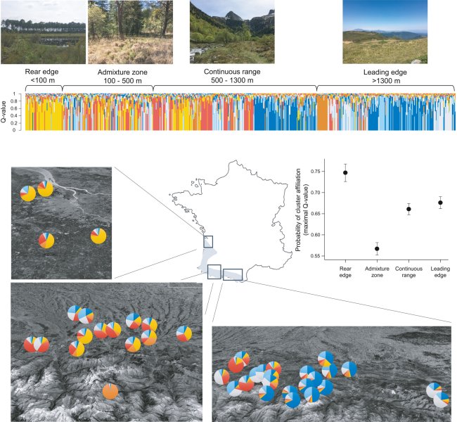 EDB_Lab's tweet photo. [New Study] "#Genetic and #demographic trends from rear to leading edge are explained by #climate and #forest cover in a cold‐adapted #ectotherm" with the collaboration of @BertrandRomain2 in @consbiog https://t.co/nHxYJVbbNZ https://t.co/O9PeXgm35b