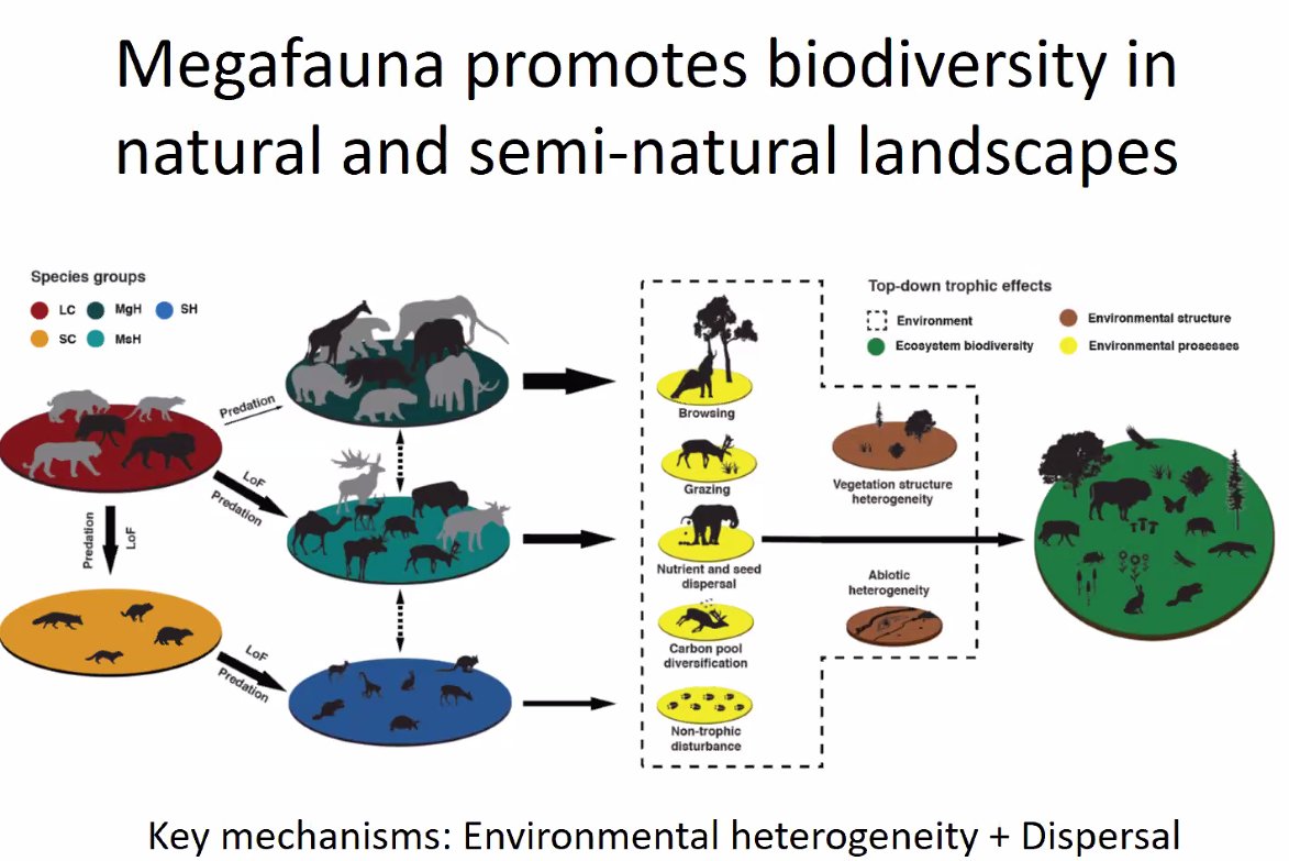 So how do megafauna effect ecosystems and promote biodiversity? The larger species in ecosystems have disproportionate ecological effects, through feeding behaviours and movement that creates habitat heterogeneity and resources through disturbance and nutrient dispersal