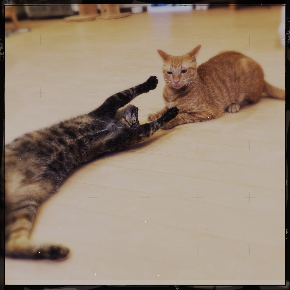 obi_wan_eclipse's tweet photo. A captor. #猫式 #cat #ShotoniPhone #Loftus #Eagle69 #Hipstamatic https://t.co/HTFvacvQU4