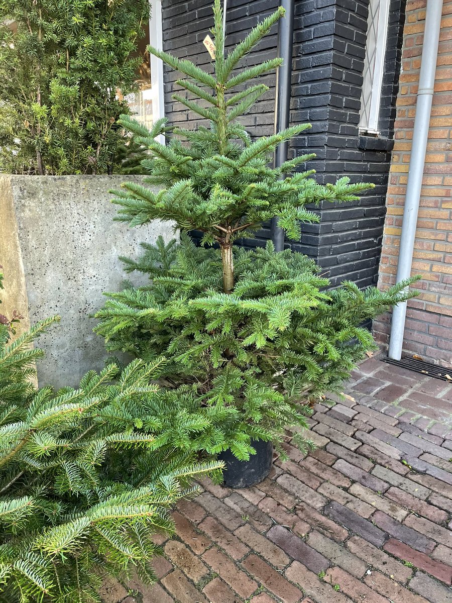 Heb jij nog geen kerstboom? Onze laatste bomen bieden wij nu aan met 50% korting. In de gemeenten Elburg en Oldebroek kunnen we jouw kerstboom ook thuis bezorgen!