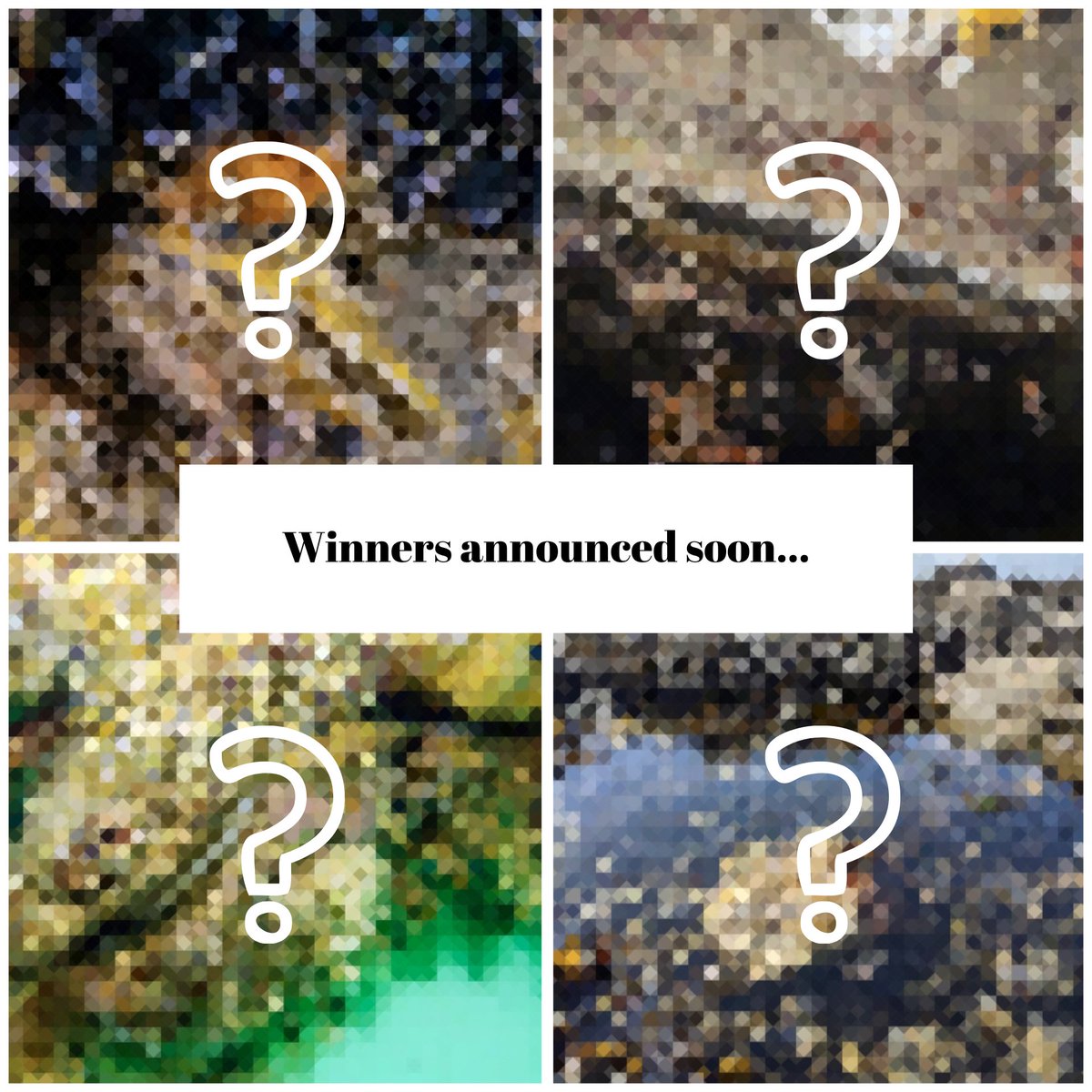 NativeOysterNet's tweet photo. 📢Results for the #NativeOysterQuest are in! The competition called on the public to gather📸to help us communicate the importance of #NativeOyster #restoration and the #habitat they create! Stay tuned for the big reveal🌟of our shell-ific winning images!🥇 https://t.co/xVWCIDjgNX