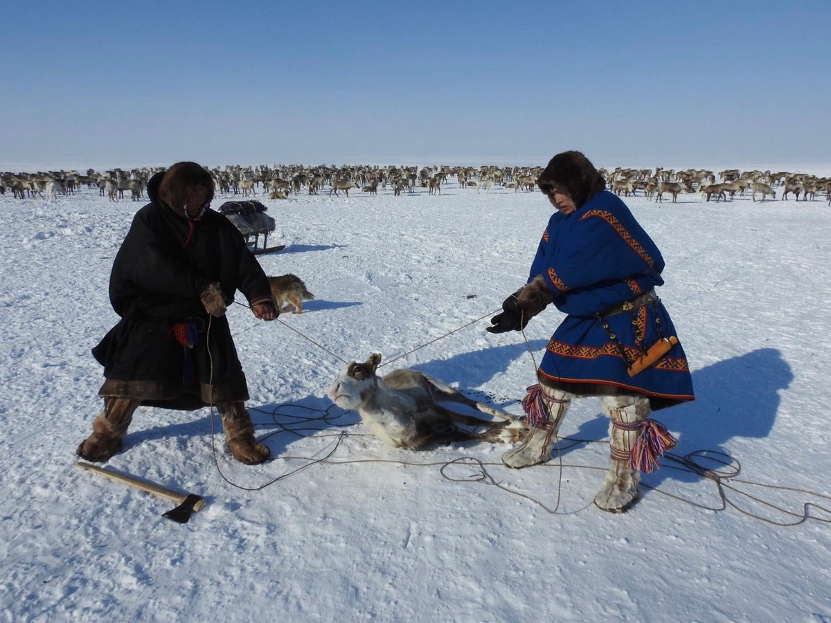 Yamal_Peninsula's tweet photo. Nenets reindeer slaughter is an example of division of labour between men, who work with reindeer, and women, who take care of the home, food and clothing. It is the men that strangle the reindeer, but once dead and therefore just food and clothing, it is the women who butcher it https://t.co/k0SwhC3Qoe