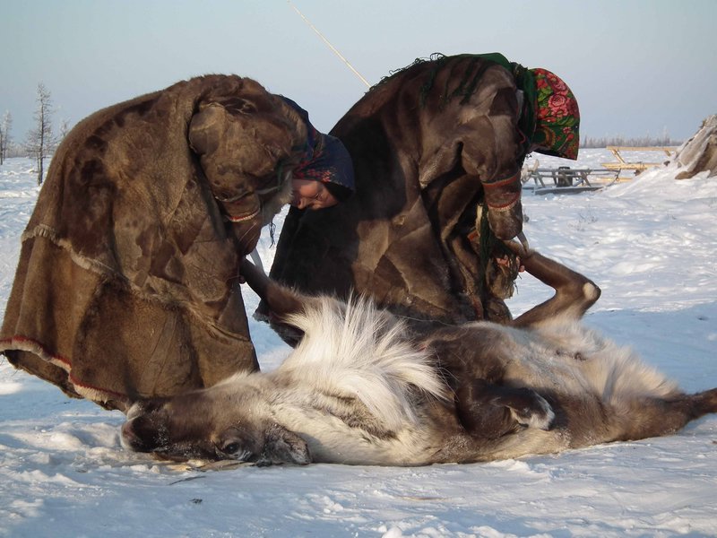 Yamal_Peninsula's tweet photo. Nenets reindeer slaughter is an example of division of labour between men, who work with reindeer, and women, who take care of the home, food and clothing. It is the men that strangle the reindeer, but once dead and therefore just food and clothing, it is the women who butcher it https://t.co/k0SwhC3Qoe