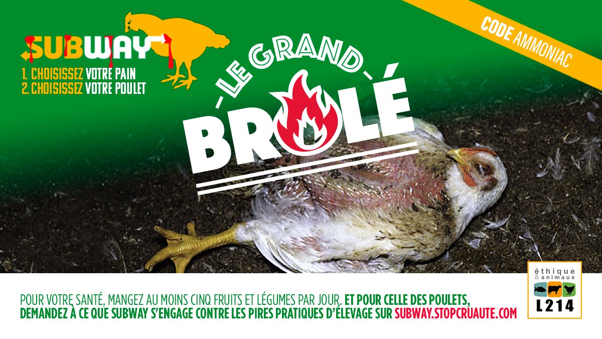 Areculons's tweet photo. @SubwayFrance J'ai appris que Subway utilisait de la viande de poulets élevés et abattus dans des conditions atroces. https://t.co/Eo0I685GY3